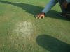 Spot topdress