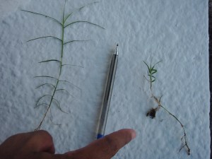 Gambar hiasan> Rumput waktu jerebu tidak jadi macam ini. Tapi ini berlaku kerana kurang cahaya matahari. Kedua-dua adalah rumput spesis yang sama, satu di bawah redup. Teka yang mana. 