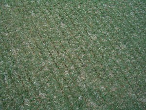 Ini rupa kawasan telah di 'tuai' untuk stolon. 