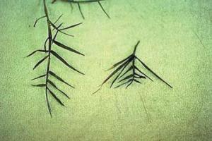 TGR = turf growth regulator