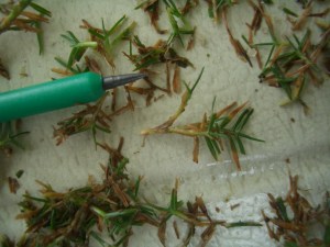 Stolon sedia di tanam. 