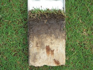 Soil profile 8 inci teratas.