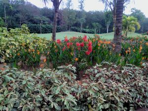 landscape multi plant