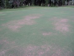 Green di serang penyakit.