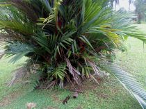 Tak terbela? Jangan tanam!