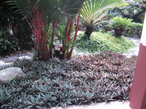 Rheo discolor! Baru ingat nama.... Lihat di belakang tu mereka guna batu dan juga creeper menggantikan rumput. 