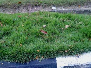 rumput  karpet tak berpotong.