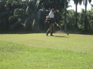 sebenarnya rumput tak sekata dan terlalu rendah.