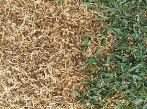 wetting agent over dose