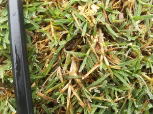 Lihat bintik pada daun.