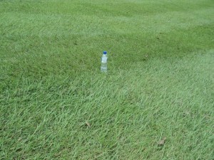 Pedulikan botol air mineral tu. Apa yang saya nak tunjuk ialah arah rumput baring akan menentukan warna belang rumput. 