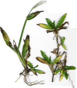 Cowgrass: Up Close and Personal