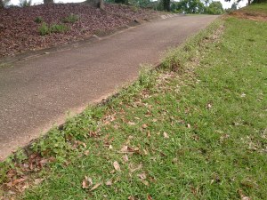 Edging with herbicide