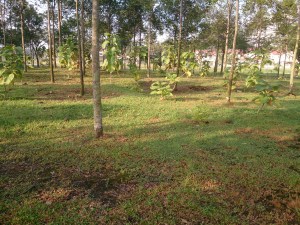 Pokok di celah pokok. Kenapa?