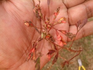 Semalu terkena racun. Ini bukan iklan atau endorsement. Guna atas risiko sendiri. 