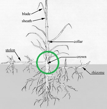 crown grass diagram