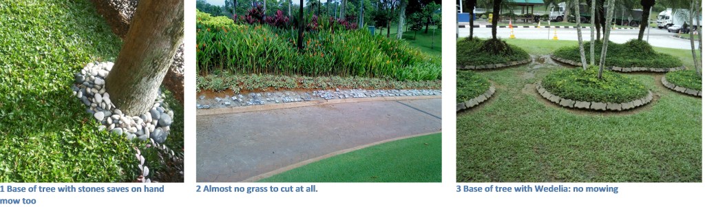 base-of-tree-no-mow