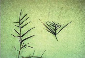 pgr-primo-comparison