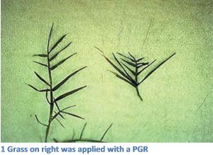 pgr-primo-comparison