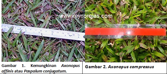 Cowgrass compared