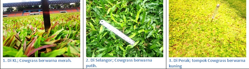masalah Cowgrass