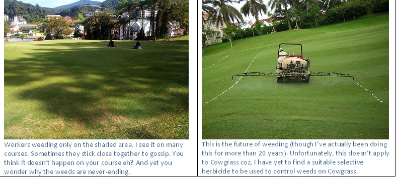 Weed spray vs manual