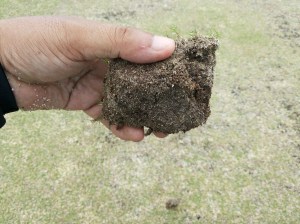 pan compaction short roots