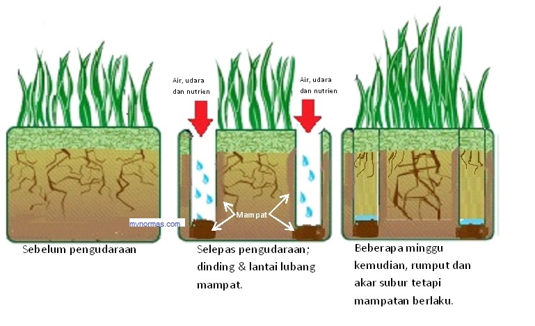 Picture of grass solid tine 1