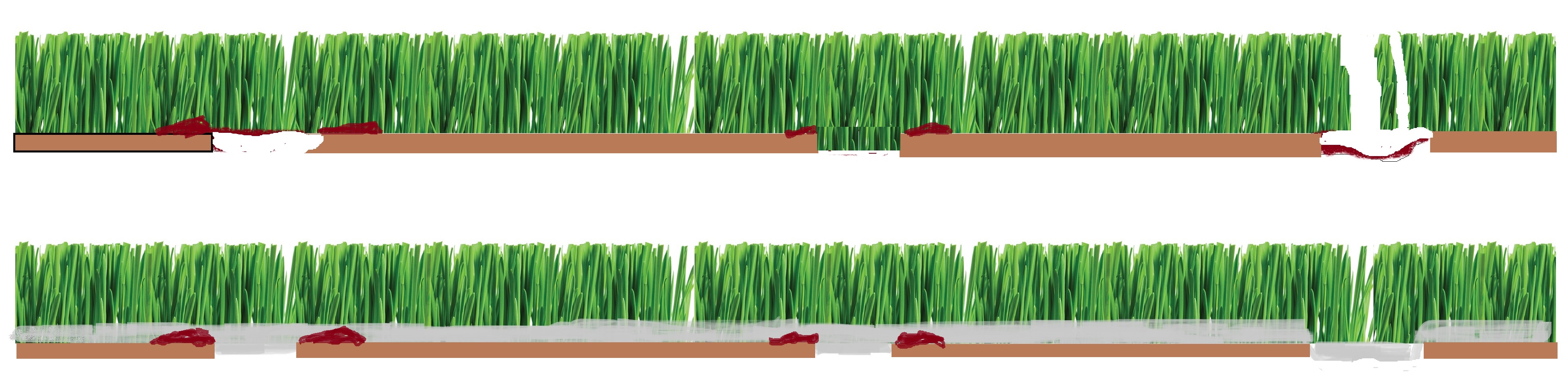 rumput sebelum selepas topdress