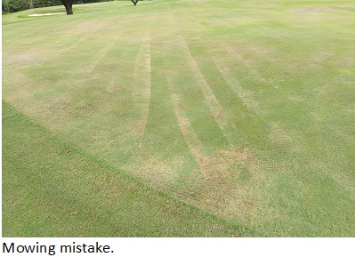 Mowing mistake