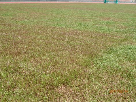 Sod Cowgrass merah dikeliling Cowgrass hijau