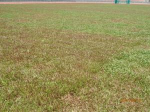 Sod Cowgrass merah dikeliling Cowgrass hijau