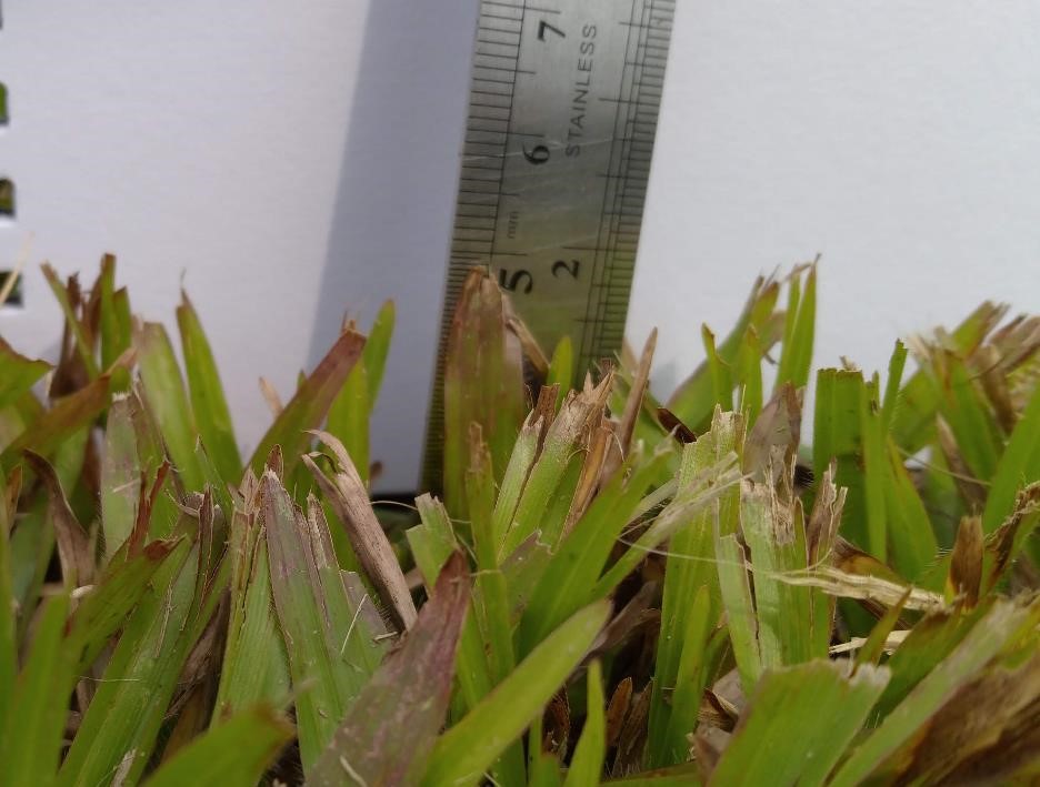 cut rotary height quality