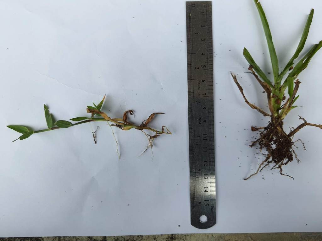 Penamaan Rumput, Bhg&nbsp;2.